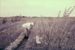 Planting trees